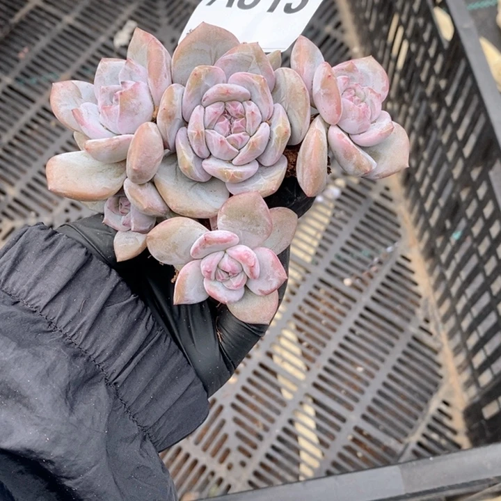 ****呀813 石榴籽突尼斯瑕疵