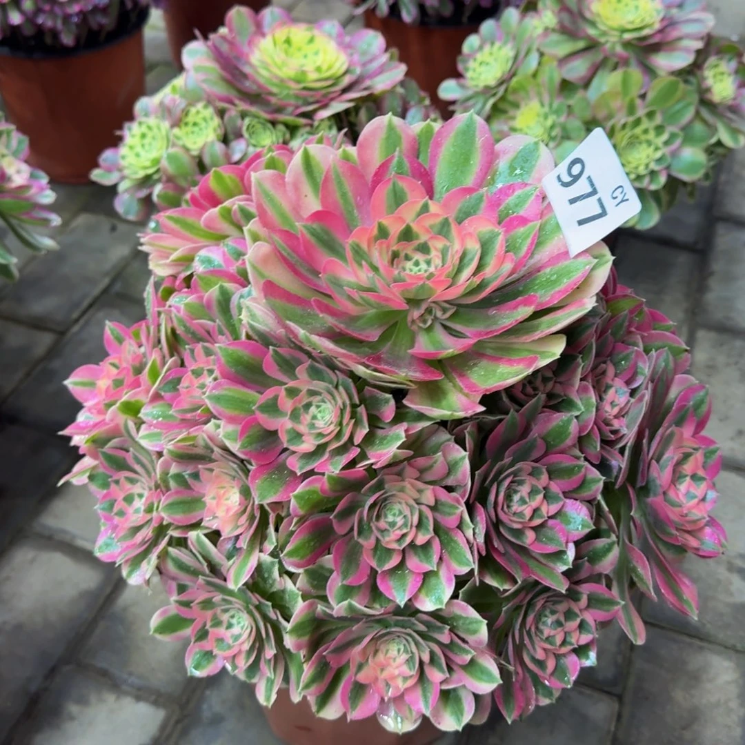 多肉植物977粉女巫