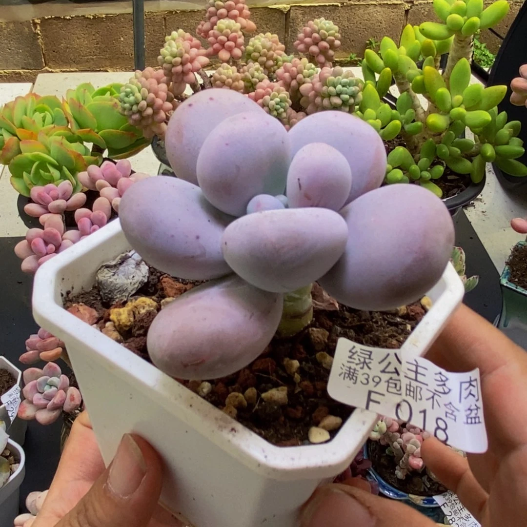018芭比奶酪6cm多肉
