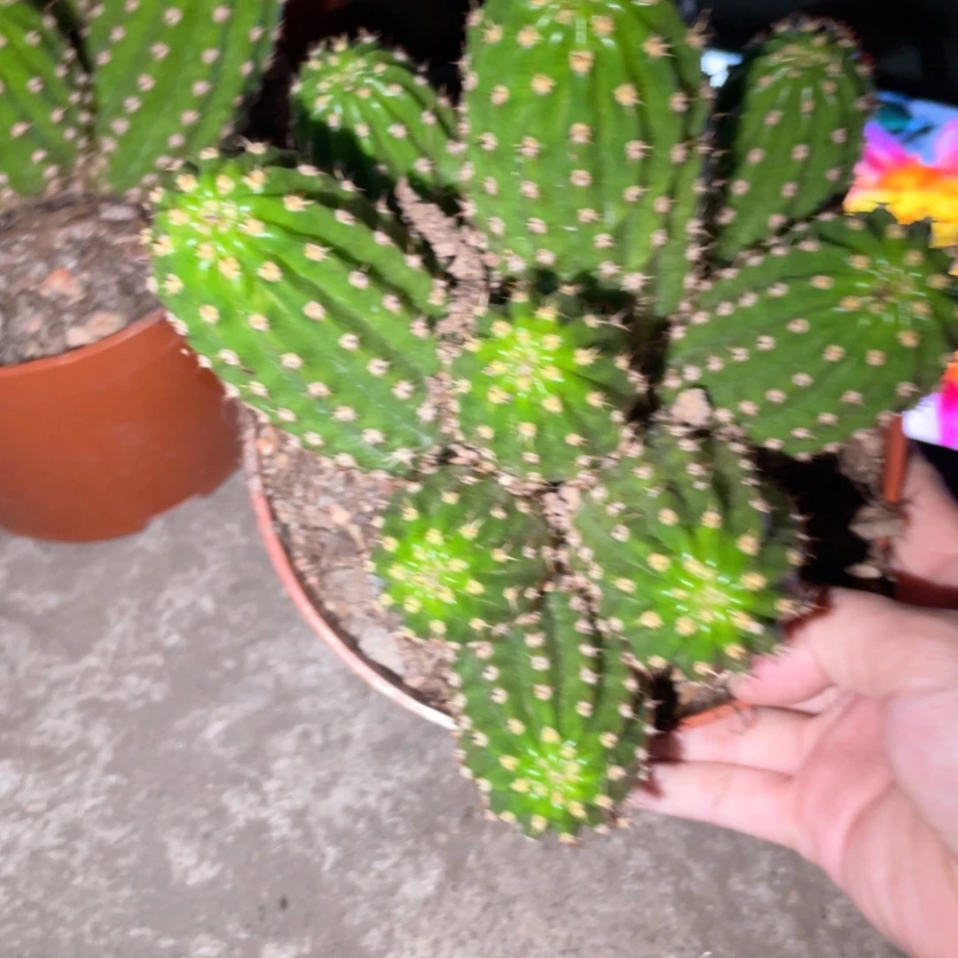 新品群生毛花住光阴一物一拍8