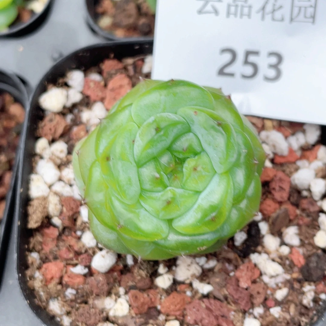 253号糖心冰心珍妮 福