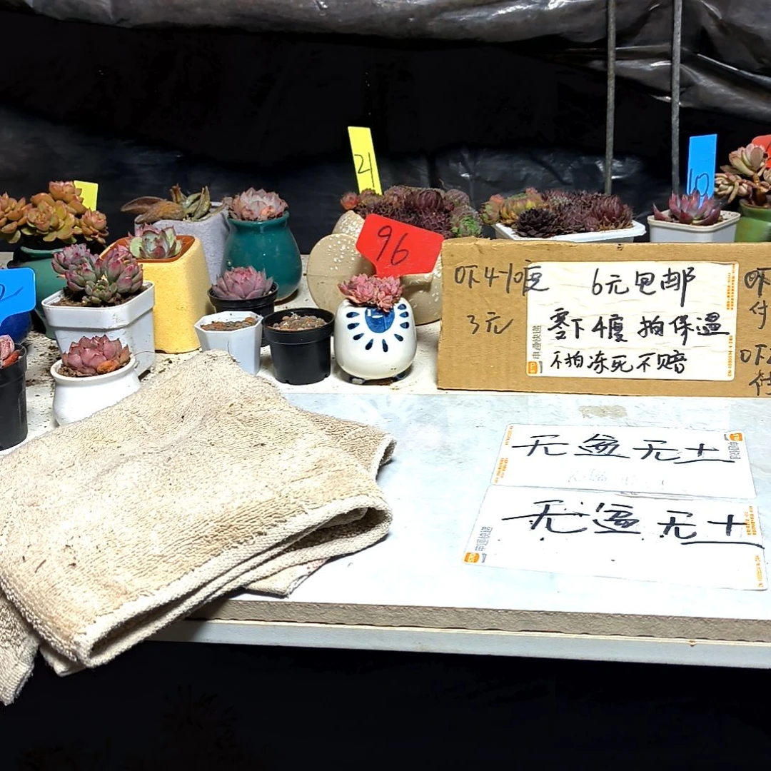 清**雨满6元包邮，朝霞锦俩颗