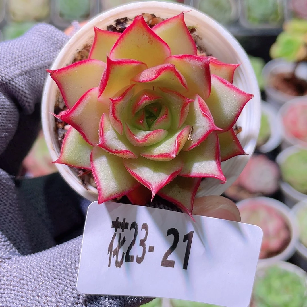 花利美23-21新品