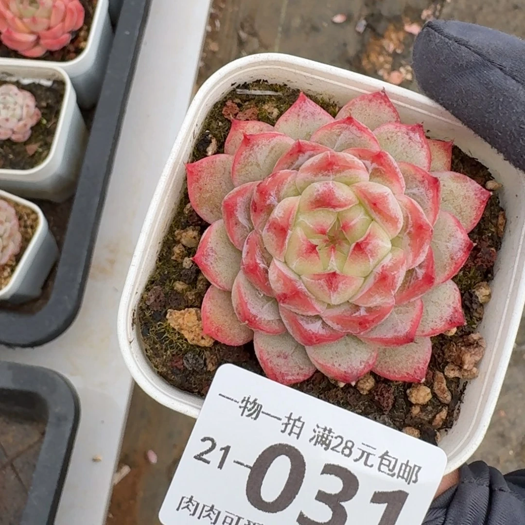 优选珍妮无盆土发货