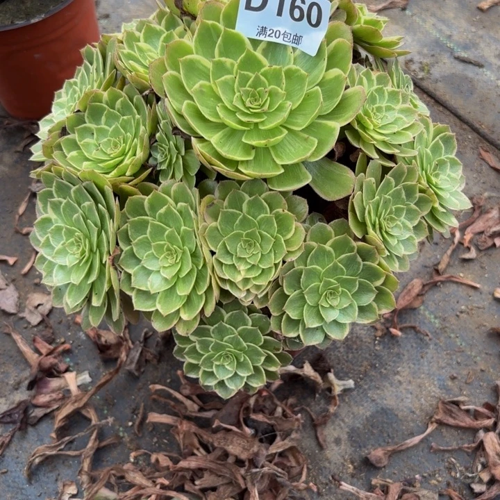 瑞妈多肉园艺160莲花座