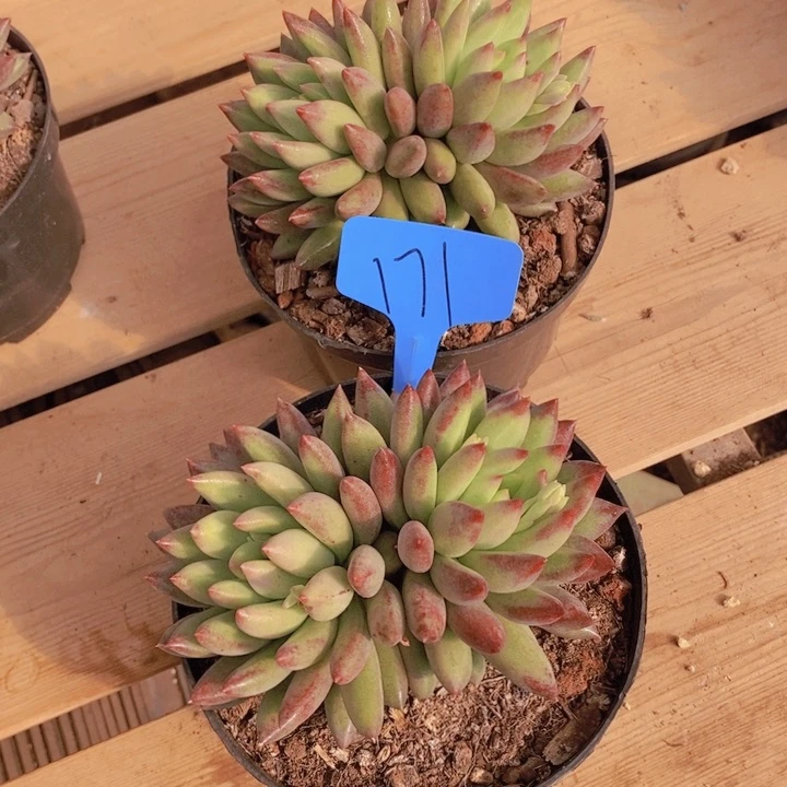 这么大岁数也只喜欢