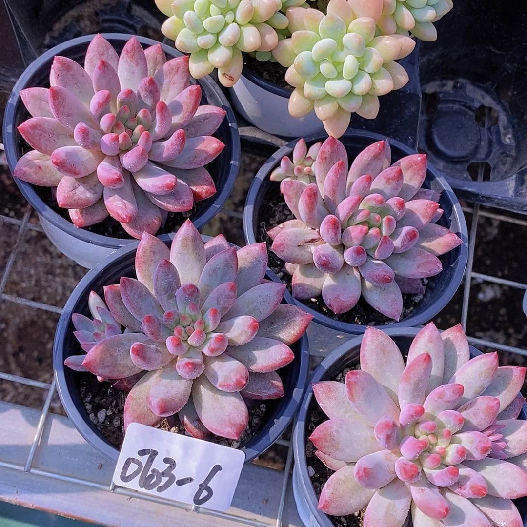 0703-6-单头虞美人福利一颗量拍