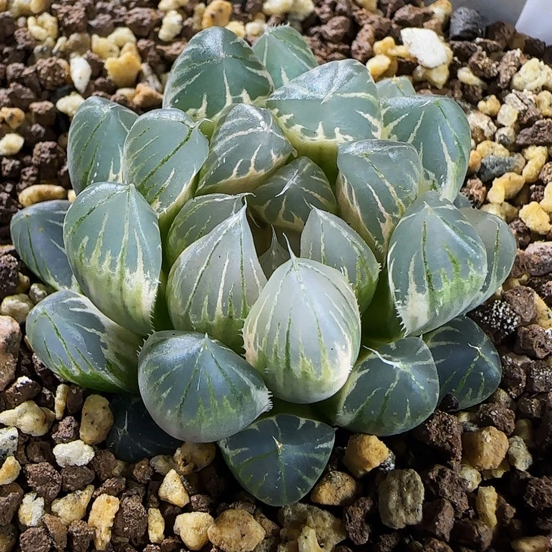 259号糊斑霓虹灯4.6左右一物一拍带盆土