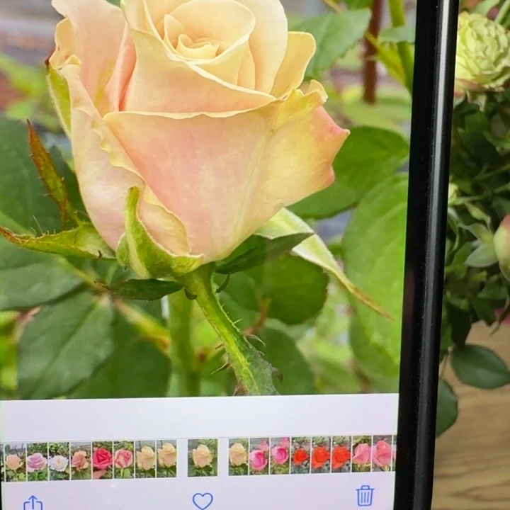 无花朵青柚小苗根接