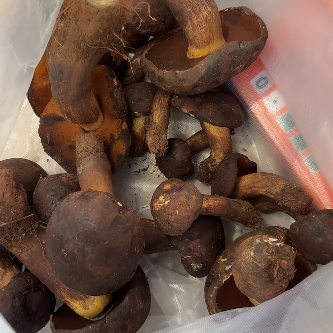 7***0云南南华野生菌中国大陆