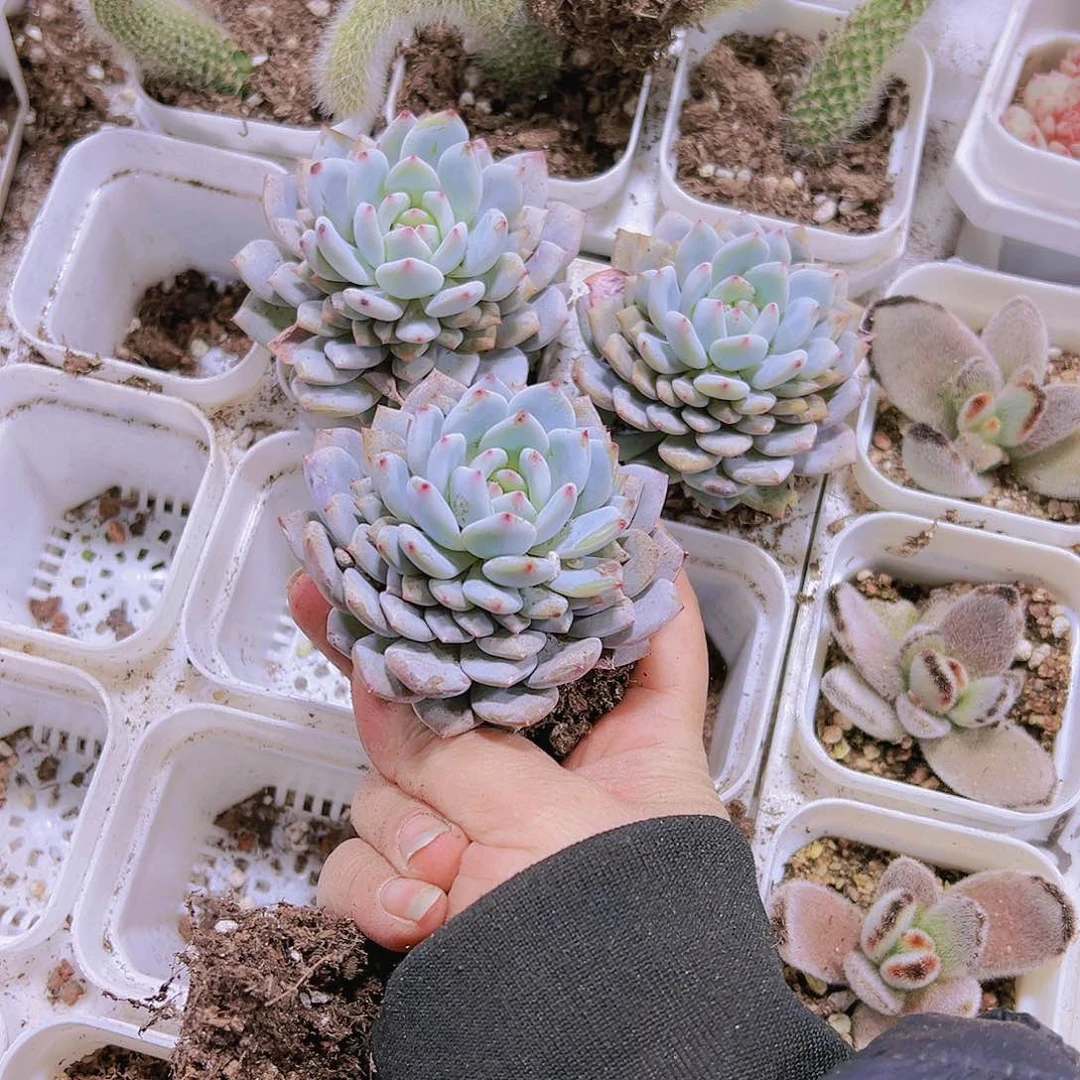 大星星橙19包邮多肉