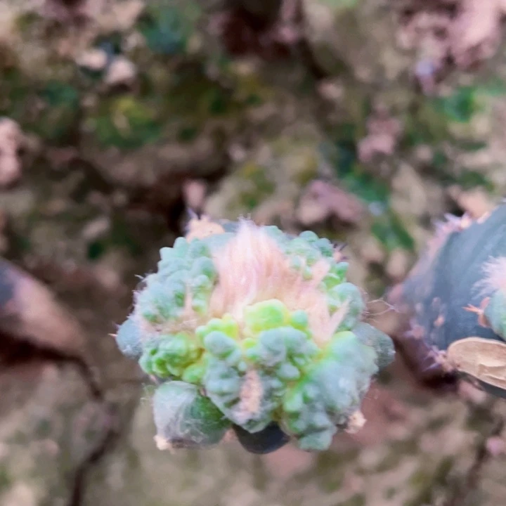 无花朵639怪优怒涛牡丹