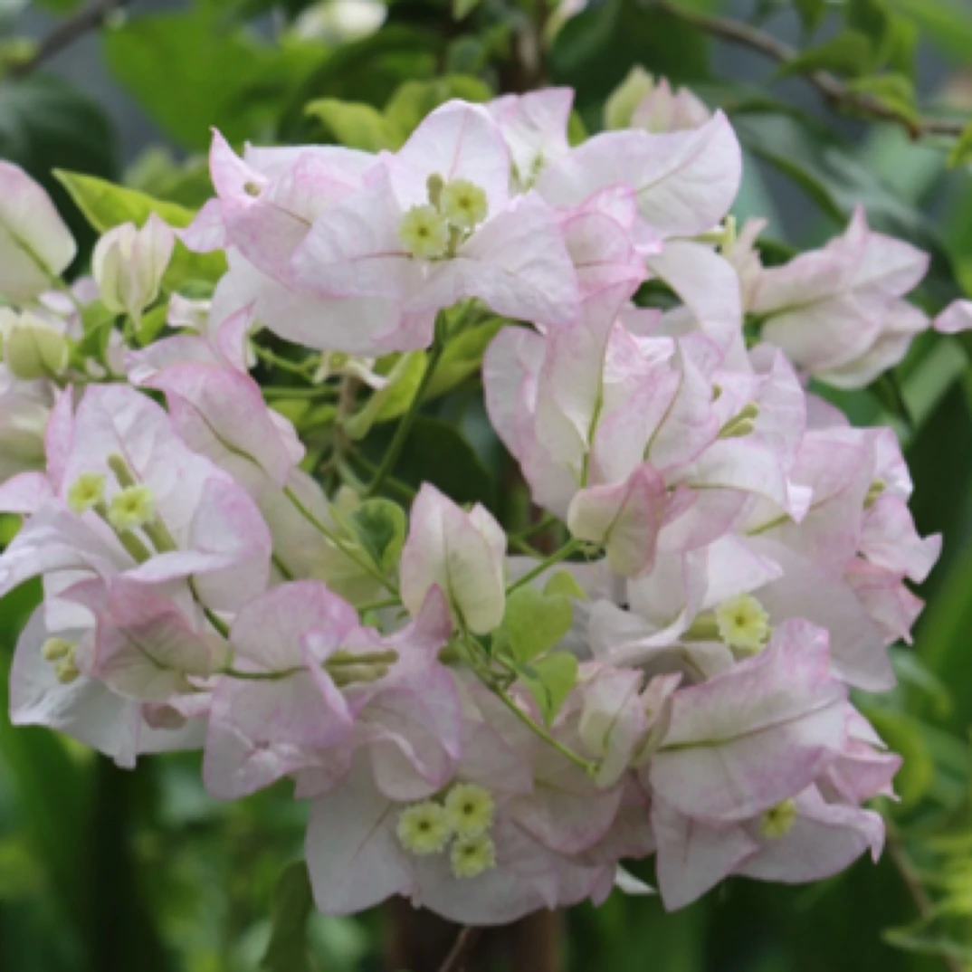 森朴【仙女丽娜】原生扦插袋苗（包对版不包售后）