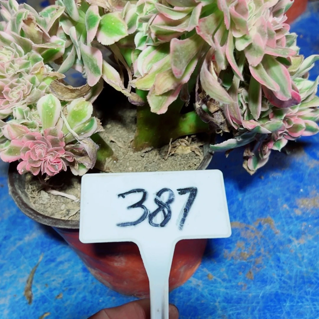 多肉植物粉女巫缀花