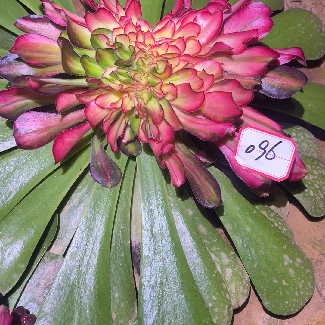 草***丁精品多肉植物096袋嫁接木