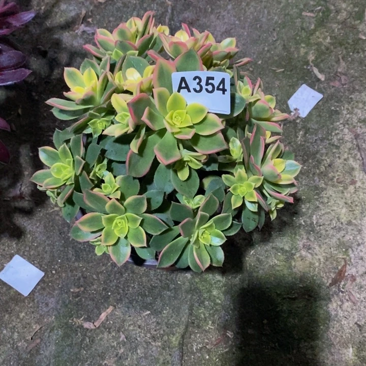 艳日辉多肉植物354