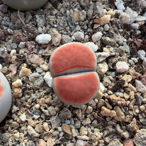 24394冰橙下播福利