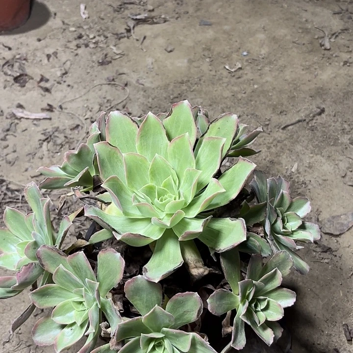 多肉植物玉龙观音锦17