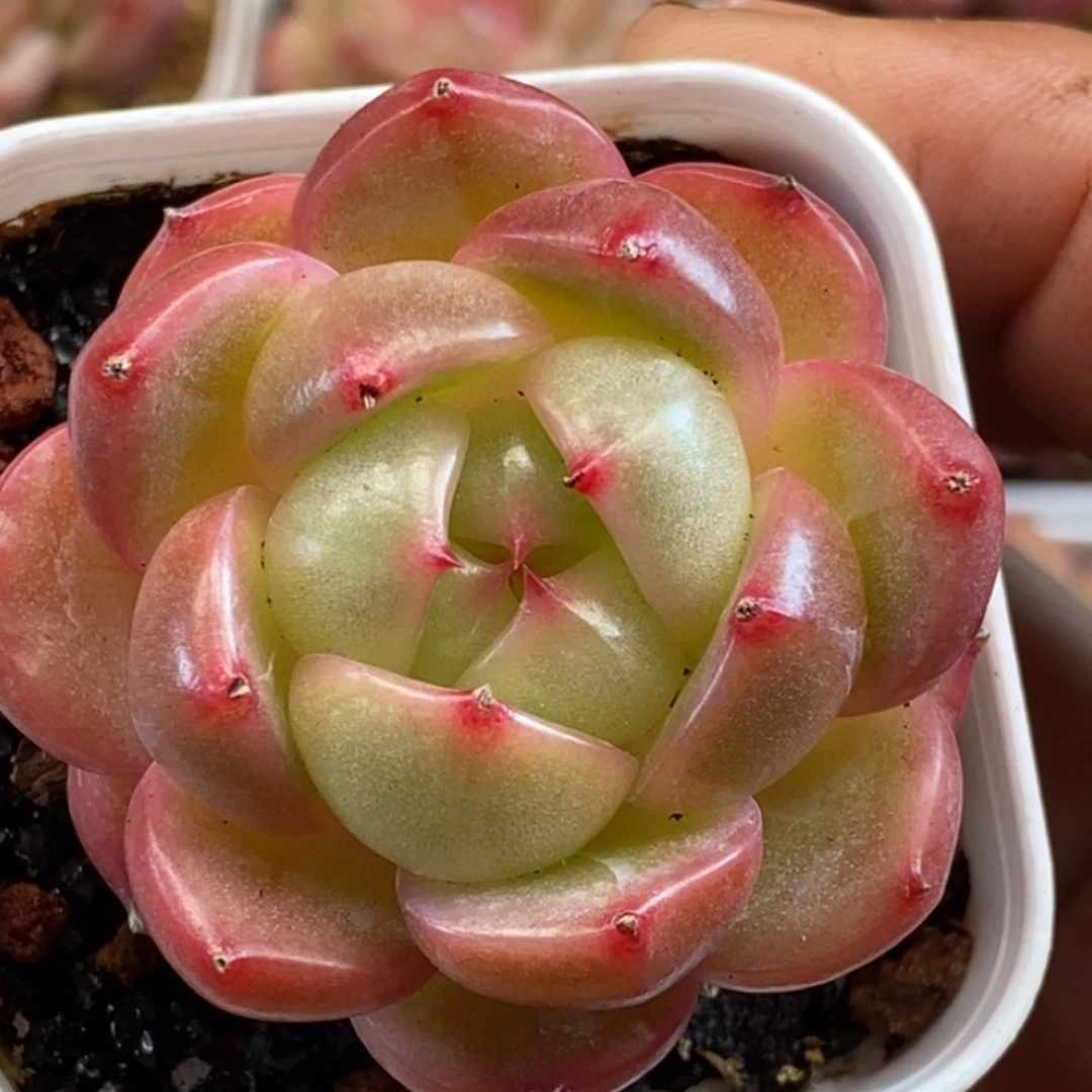 天官赐福百无禁忌