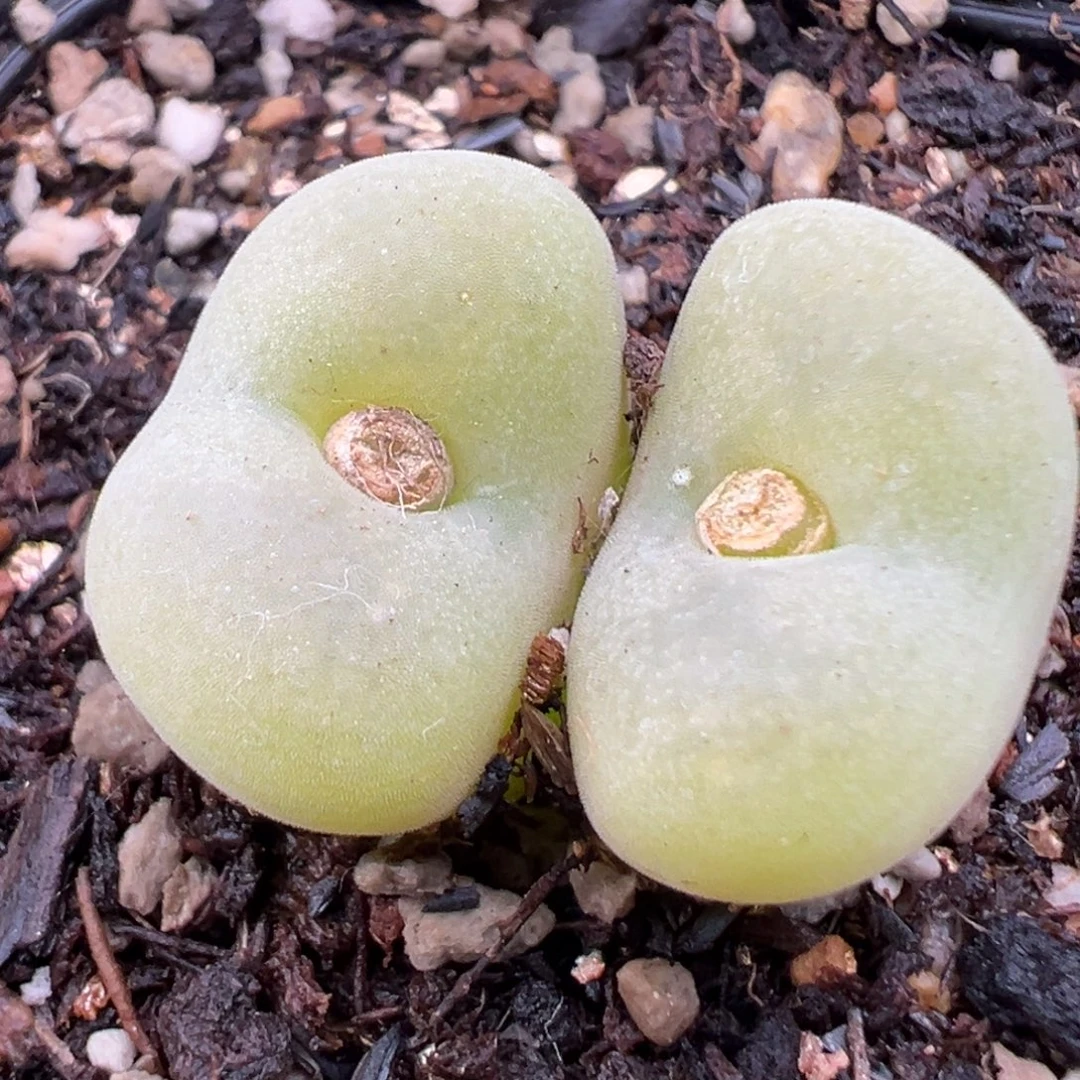 11.7好看的多肉脱土发货667