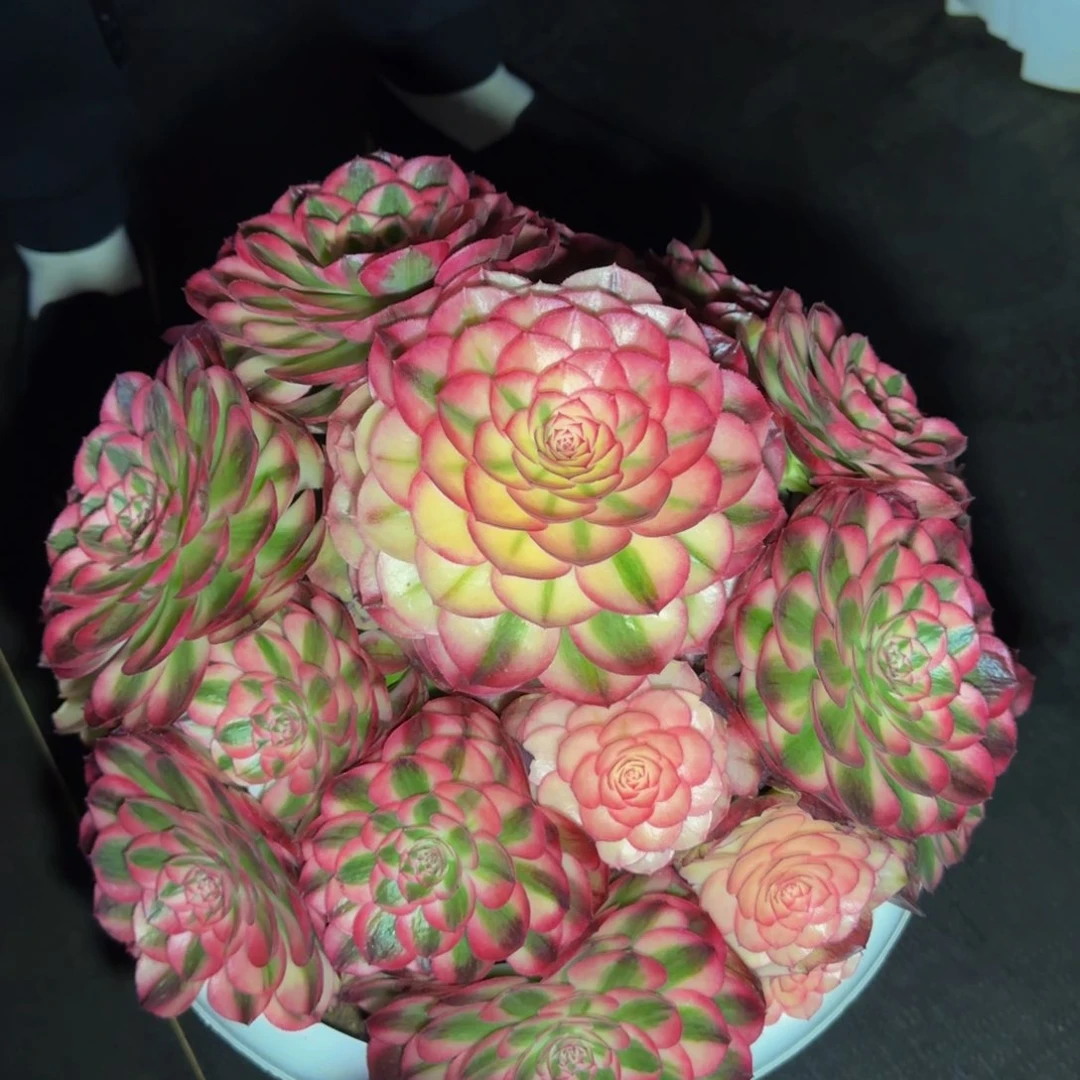 初*荔枝精品法师