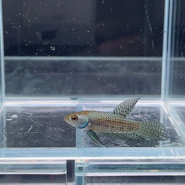 斗鱼包活不包损感谢支持