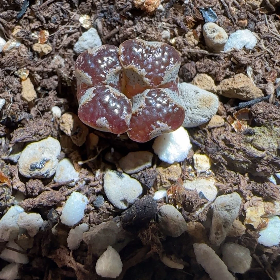 肉锥多肉植物组合-蝴蝶785