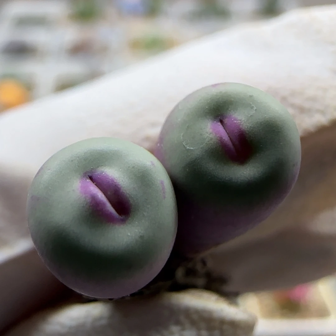 9-30-530当天满38包邮小型嘟嘟嘴单头0.7cm脱土