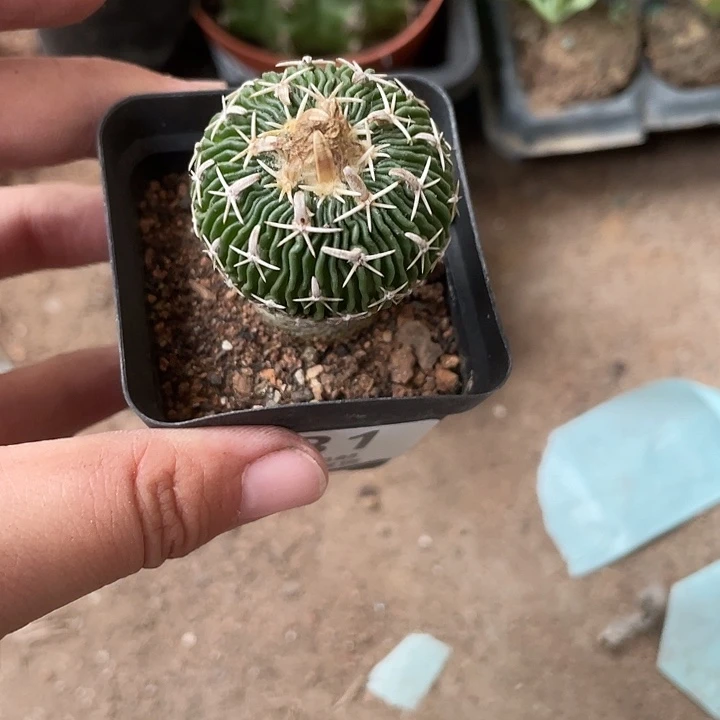 331仙人球开花植物