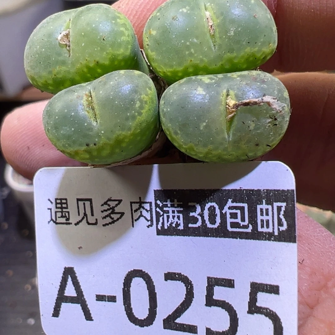 多肉植物1111111111111