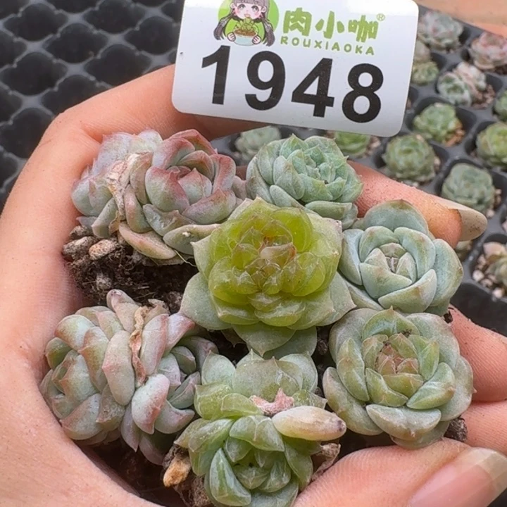 无花朵多肉植物多肉植物