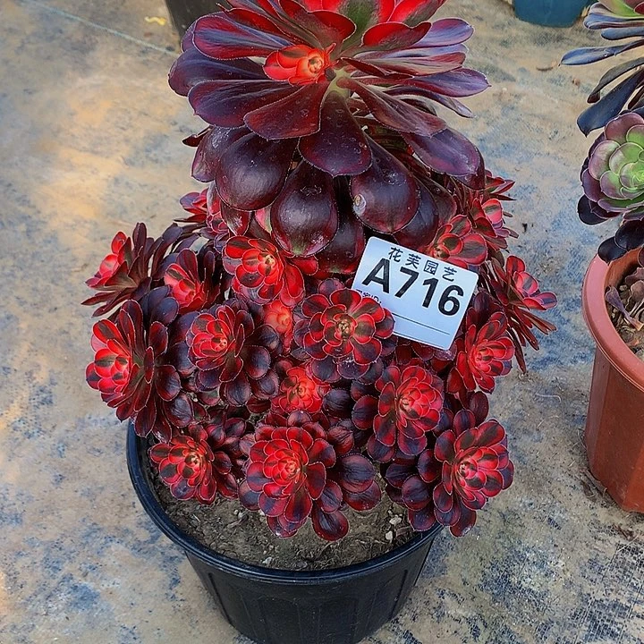 716多肉法师香奈儿