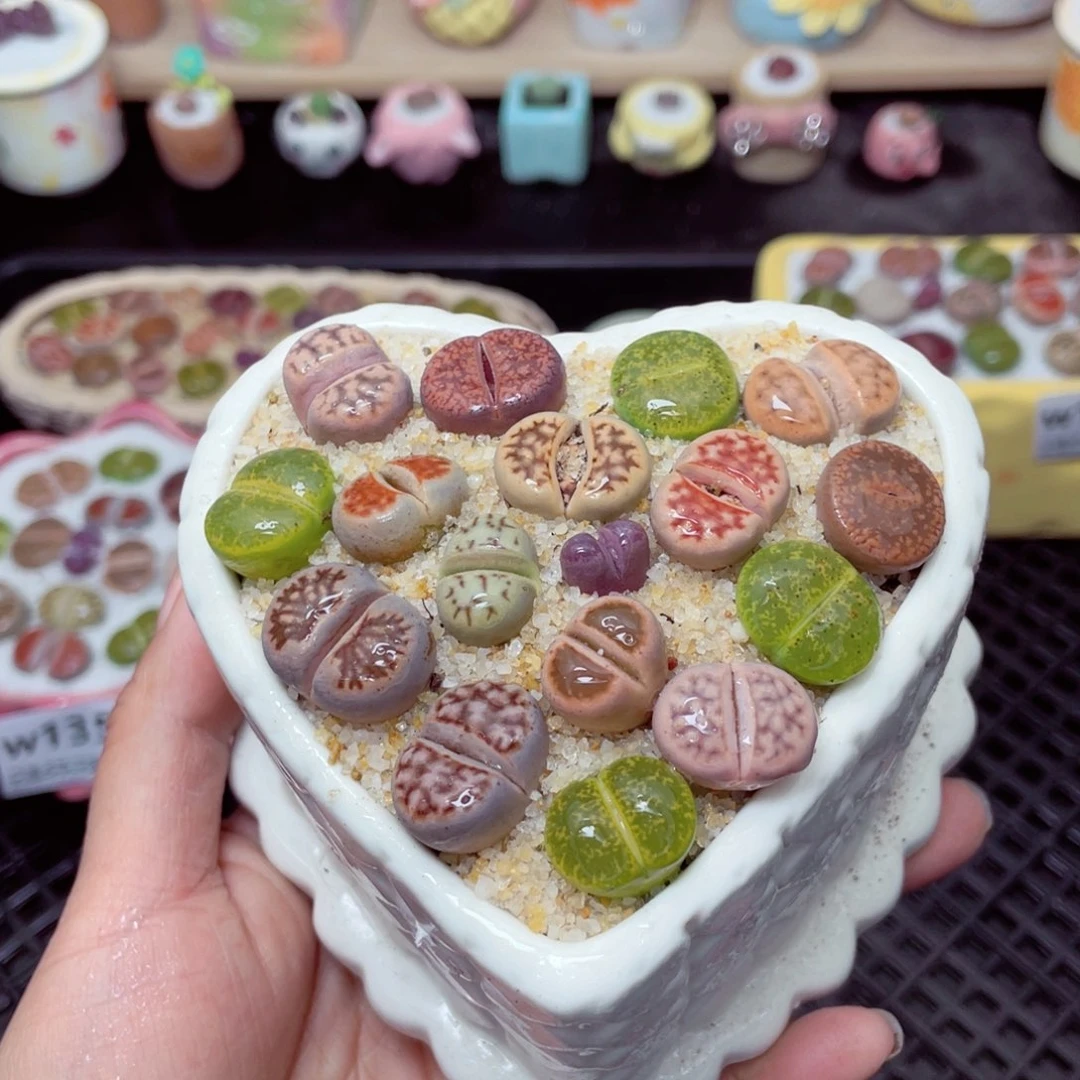 w1357 带盆土发货-零下地区拍保温箱