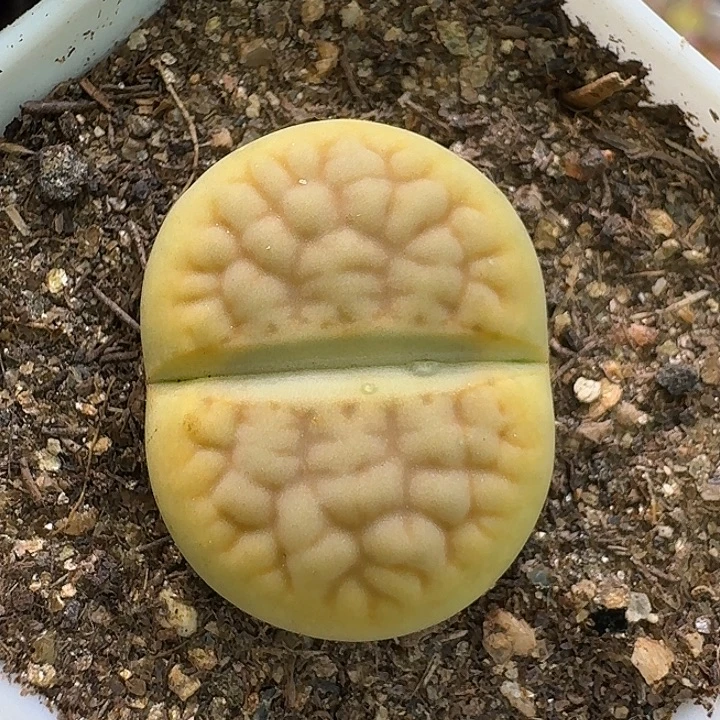 生石花112122。  256