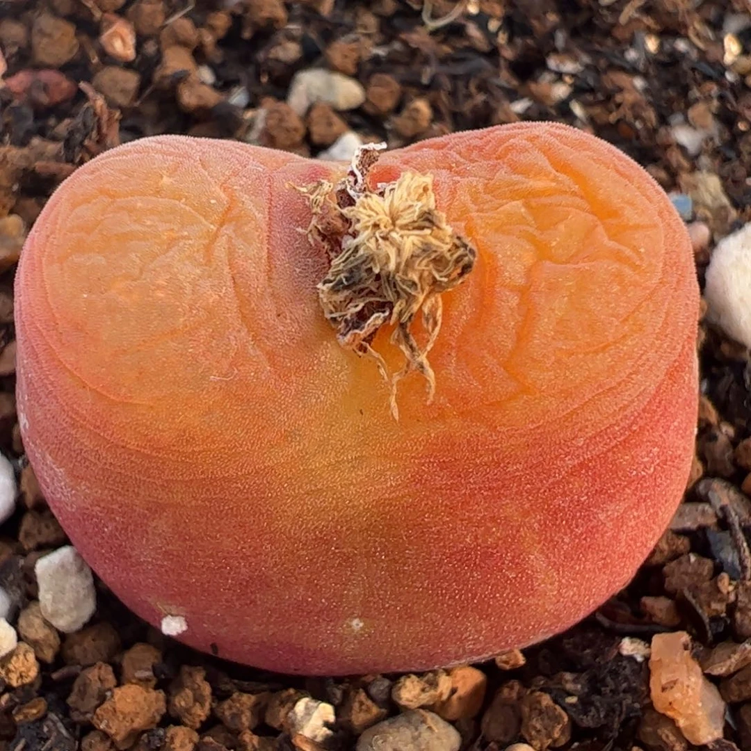 特价进口水蜜桃多肉植物