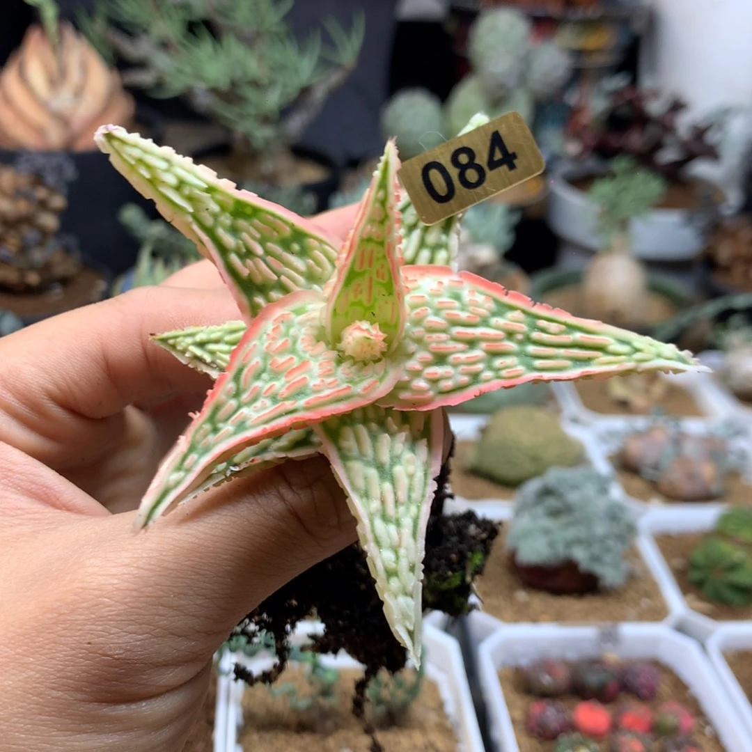 Tct芦荟侧芽脱土084