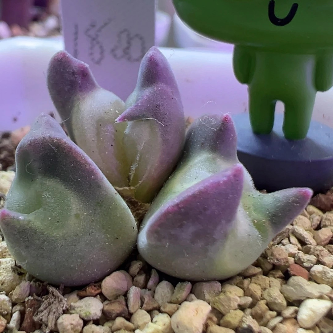 大眼空蝉怪 肉锥植物