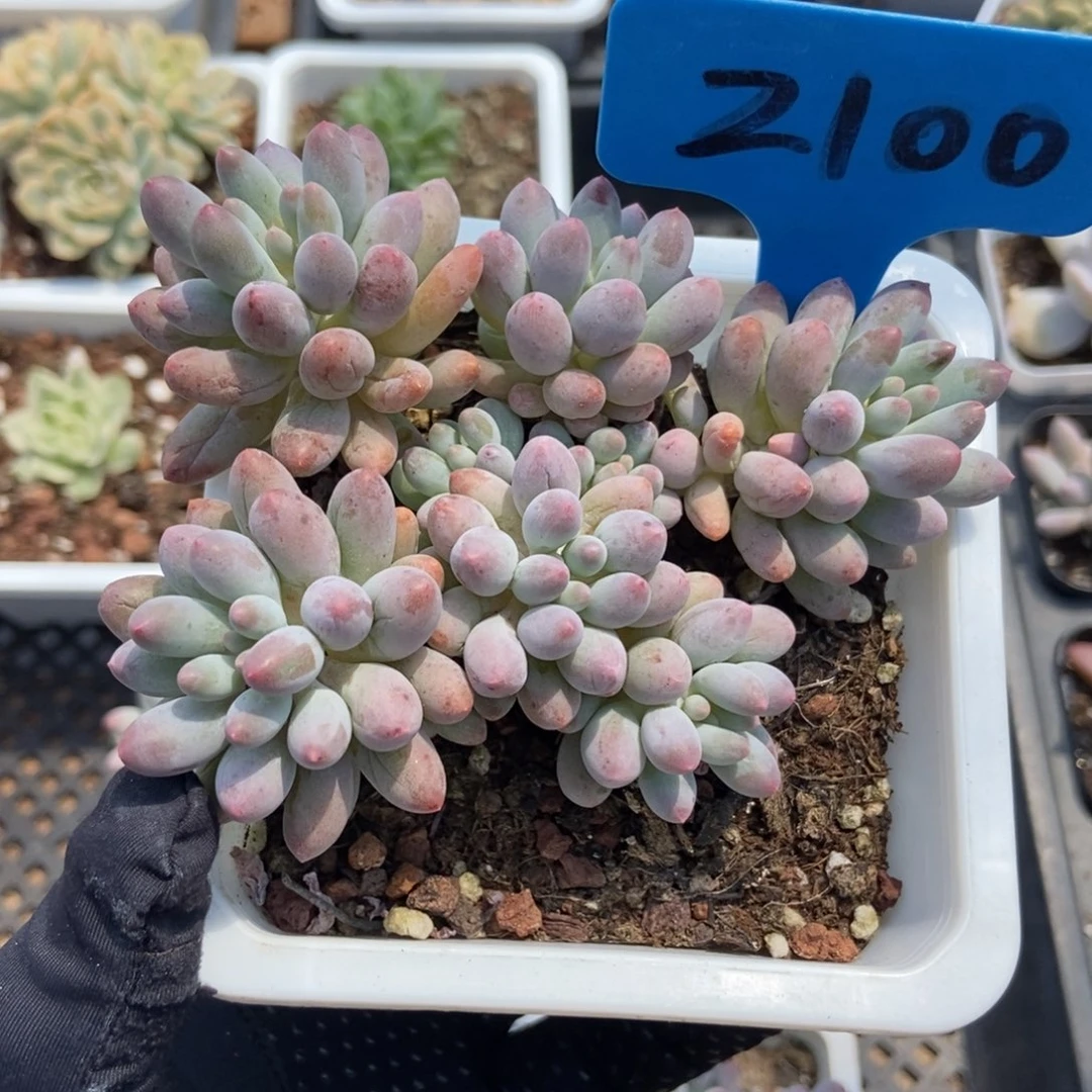 2100婴儿手指多肉植物