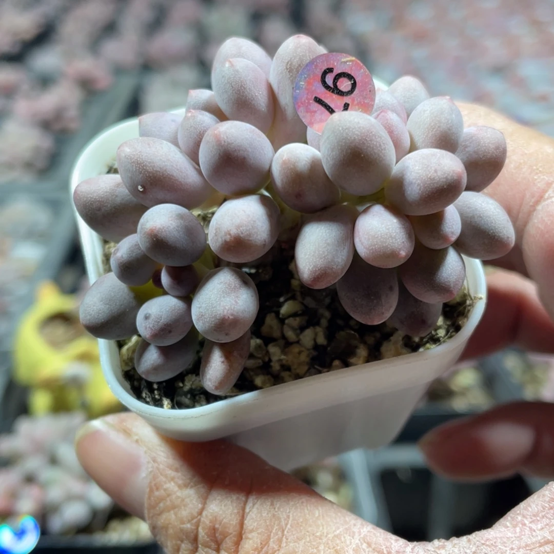 仙子奶酪多肉植物