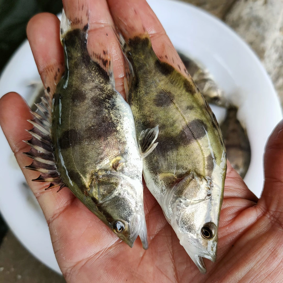 原生鱼桂鱼鳜鱼翘嘴桂白桂鱼苗观赏缸鱼塘鲜活桂鱼