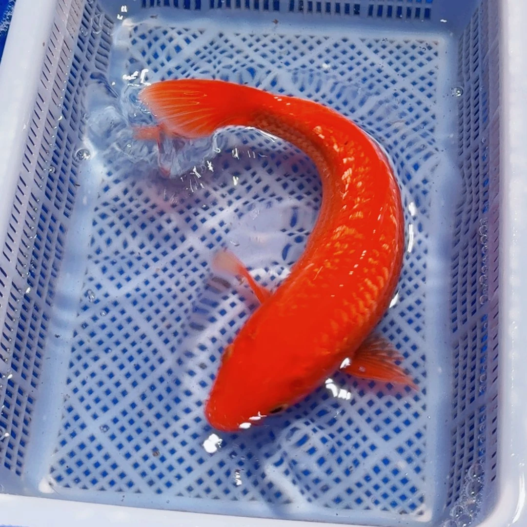 锦鲤精品锦鲤包邮包损