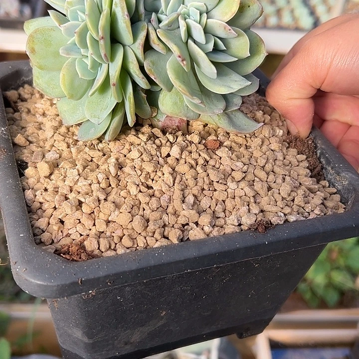 鸡腿桩白凤缀化多肉