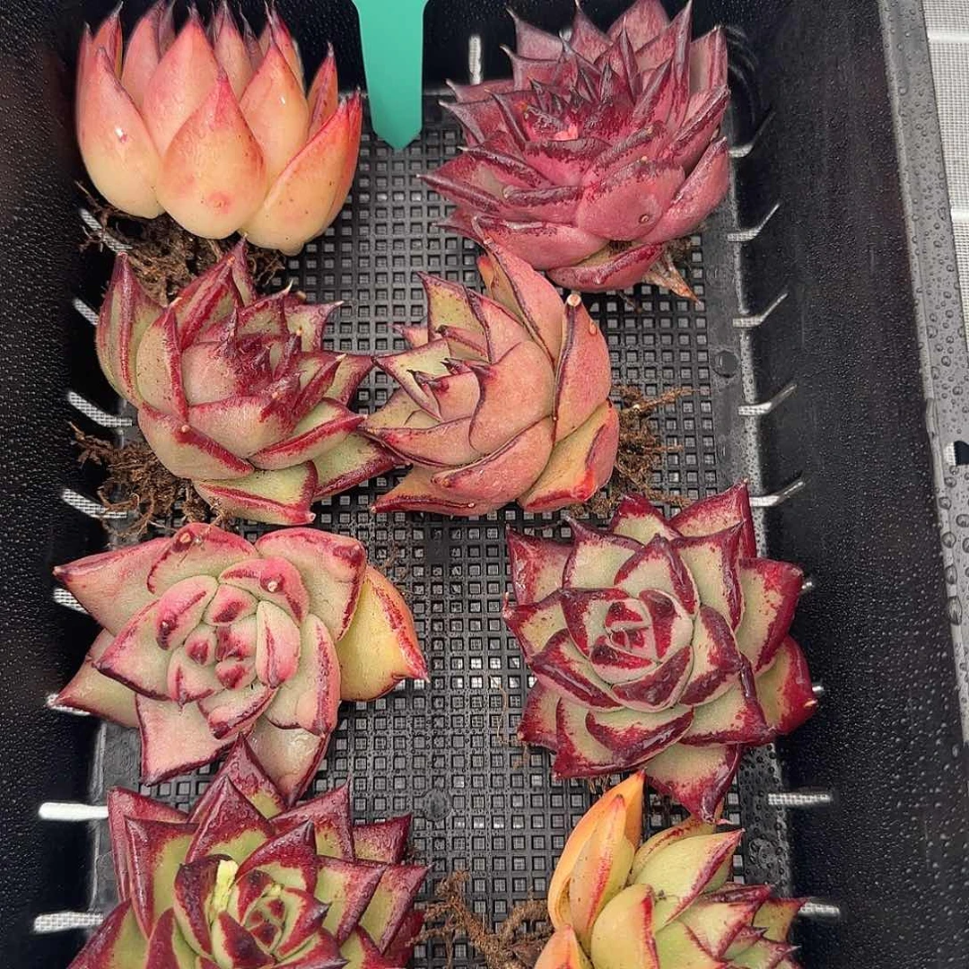 从前慢甄选多肉0119-32