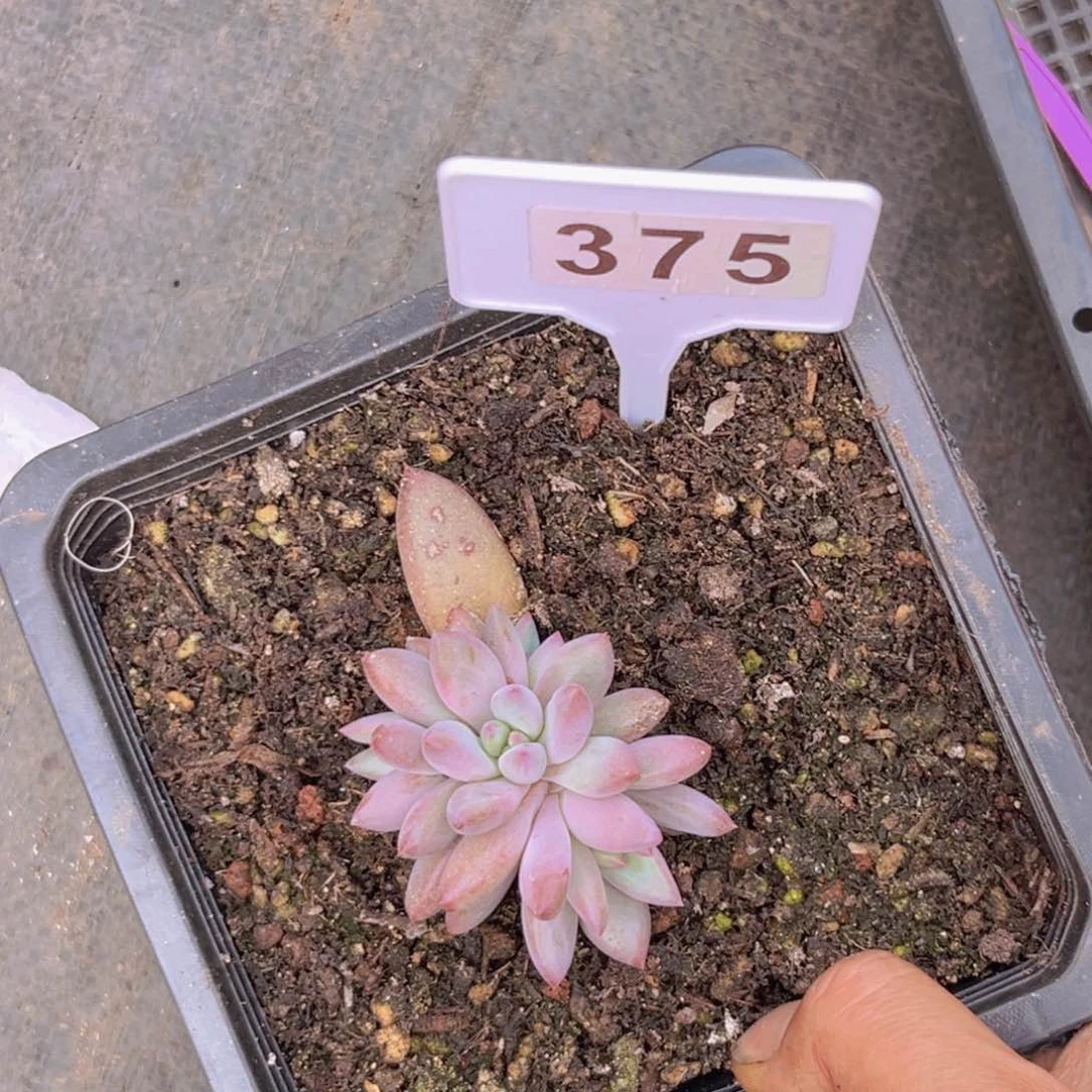 多肉植物虞美人375