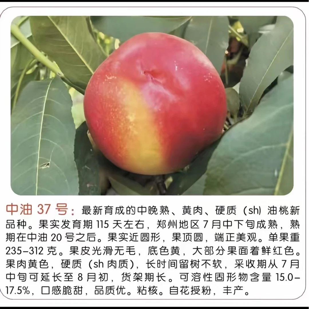 水果树苗  中油37 高糖大果型油桃7月中下旬成熟、