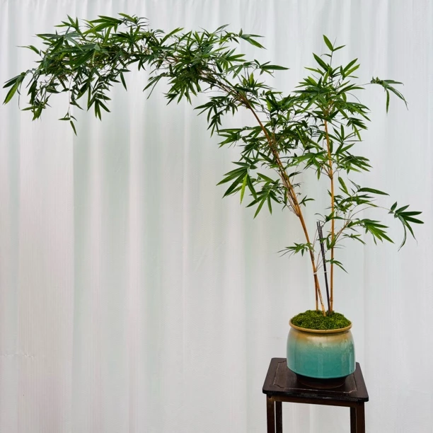 【盆器专拍】竹子水培接水盆土培花盆绿植盆栽