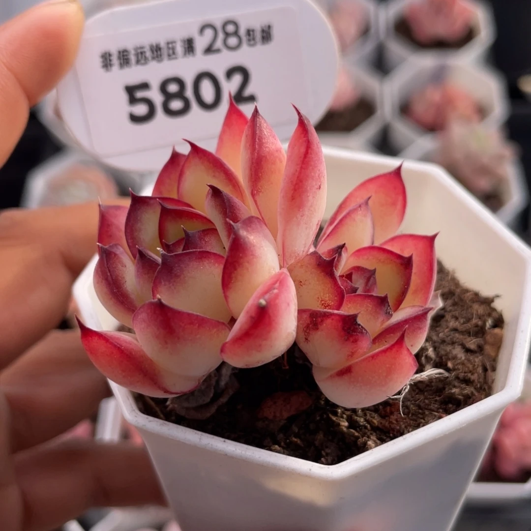 肉酱5802-5.0厘米