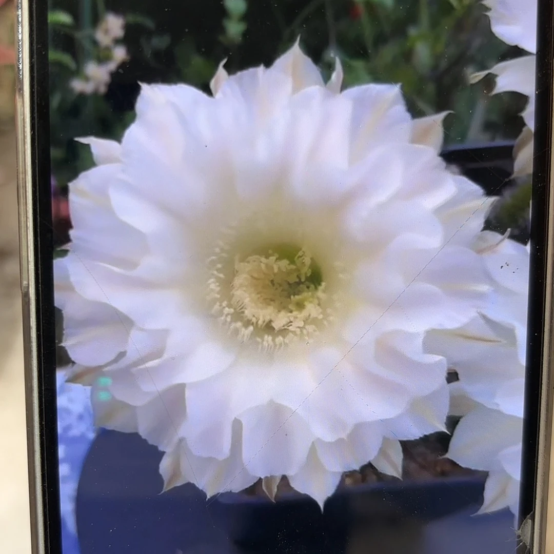 彩草青青天使7-8公分左右