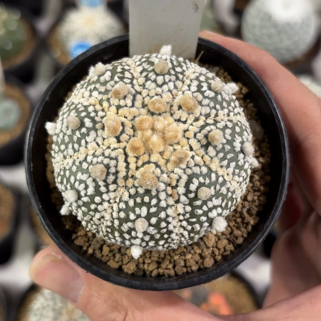 394实生花园兜带盆带土发货