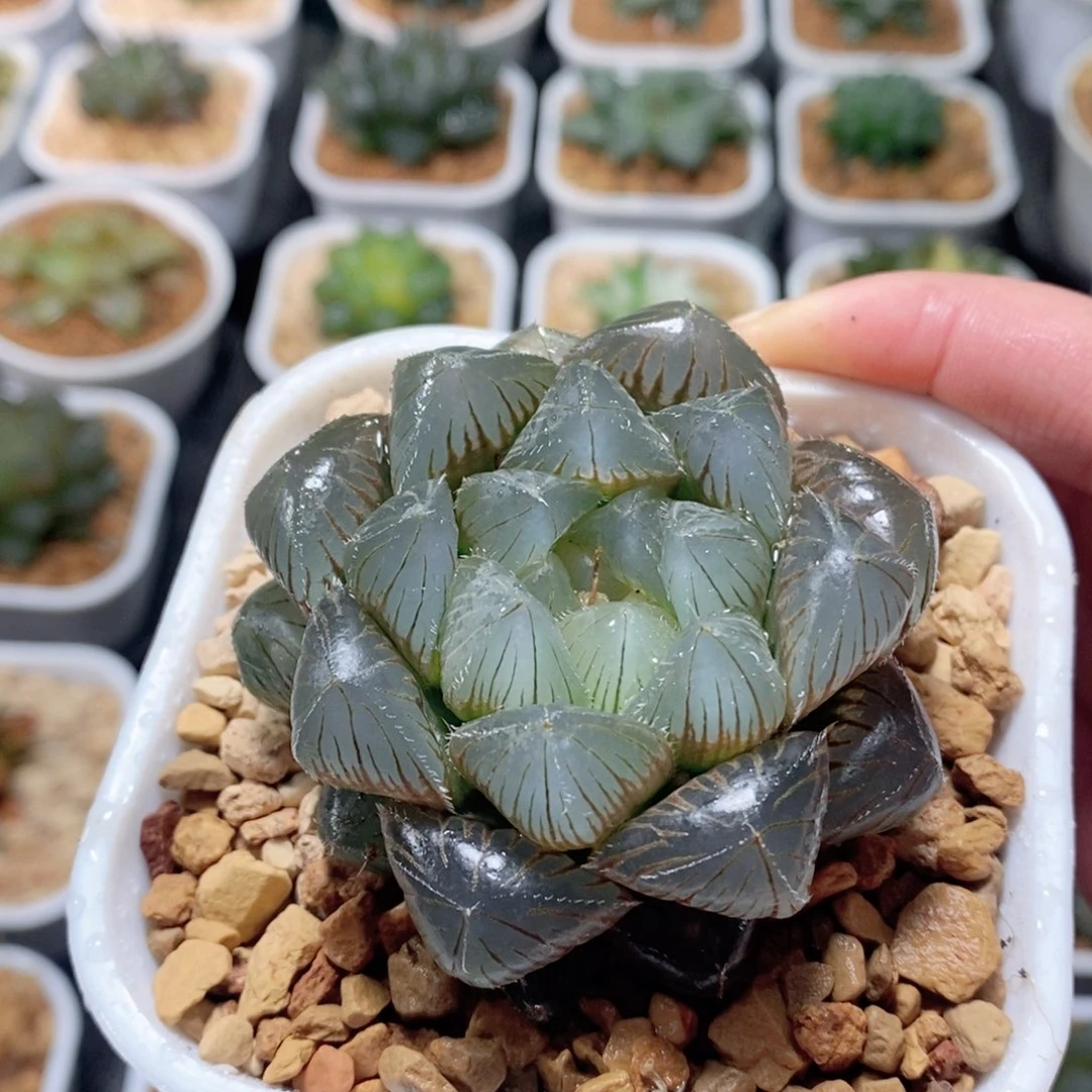 新版蓝镜玉露多肉